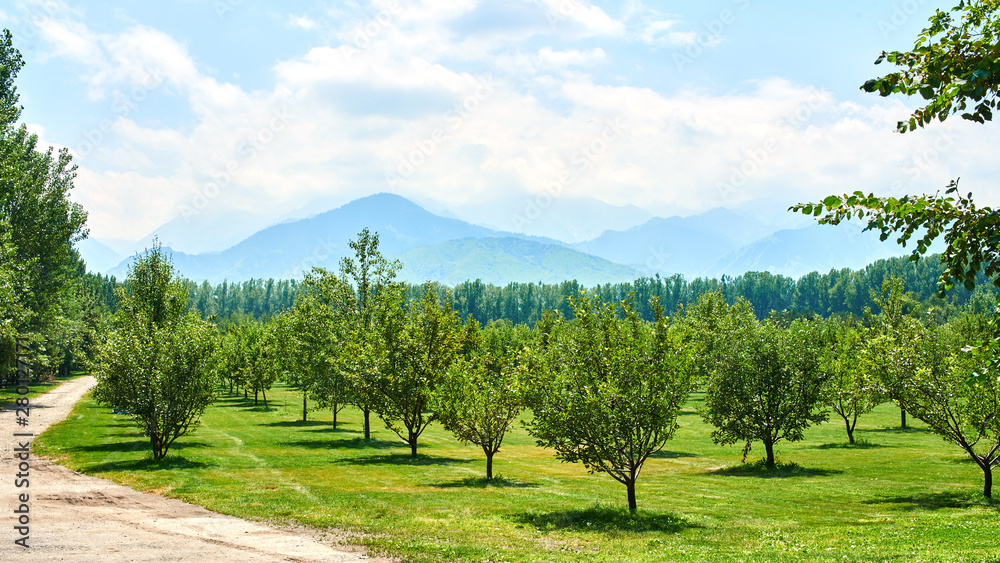 Apricot orchard in Almaty Kazakhstan. Farm, plantation, forest, trees and mountains, beautiful summer landscape