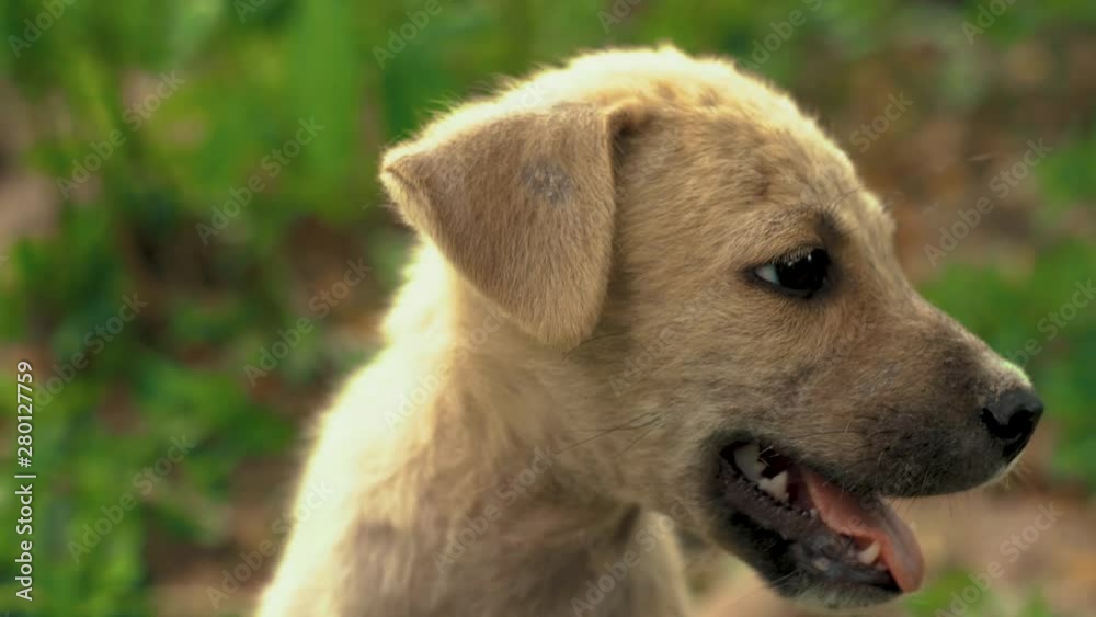 Close up of little cute puppy mongrel dog on sunny day in Asian park Close up of little cute puppy mongrel dog on sunny day in Asian park