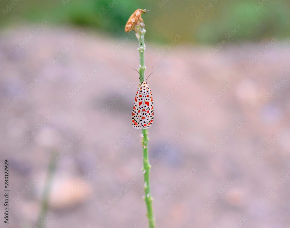 Beautiful colored insects live in the Mekong River area region of Southeast Asia. Beautiful colored insects live in the Mekong River area region of Southeast Asia.