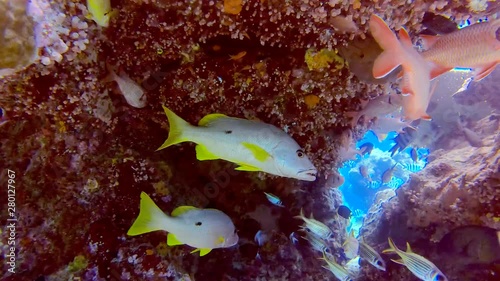 Angry One Spot Snapper with Sharp Teeth swimming in Underwater Coral Cave with schools of fish, photo