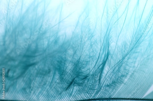 blue feather macro background. Bird feather texture on a blurred light blue background. Soft focus.