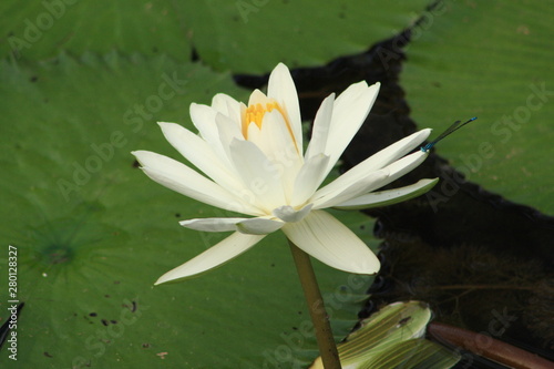 White water Lily  Water Lilly