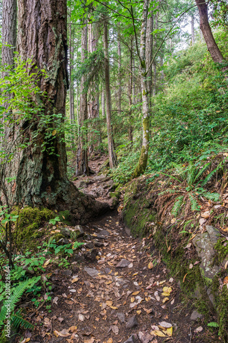 hiking path or trail in forrest surrounded by green bushes and trees on vancouver island.