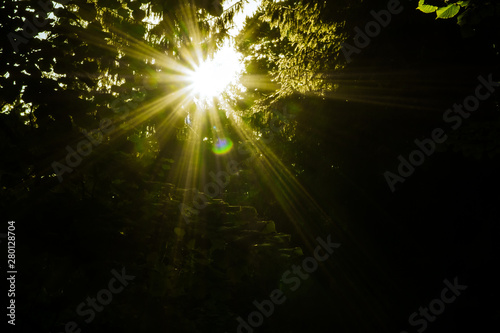 warm summer sunset sun making its way dense forest of trees