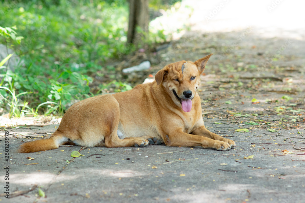 Fototapeta Scar on face Thailand street dog