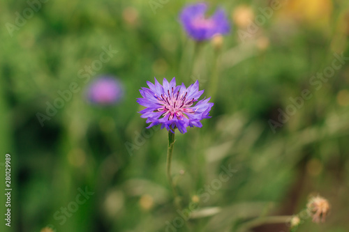 Blooming purple cornflowers in a summer field.