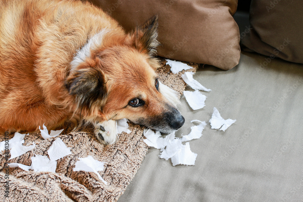 Dog lying on the sofa with torn papers. - obrazy, fototapety, plakaty 