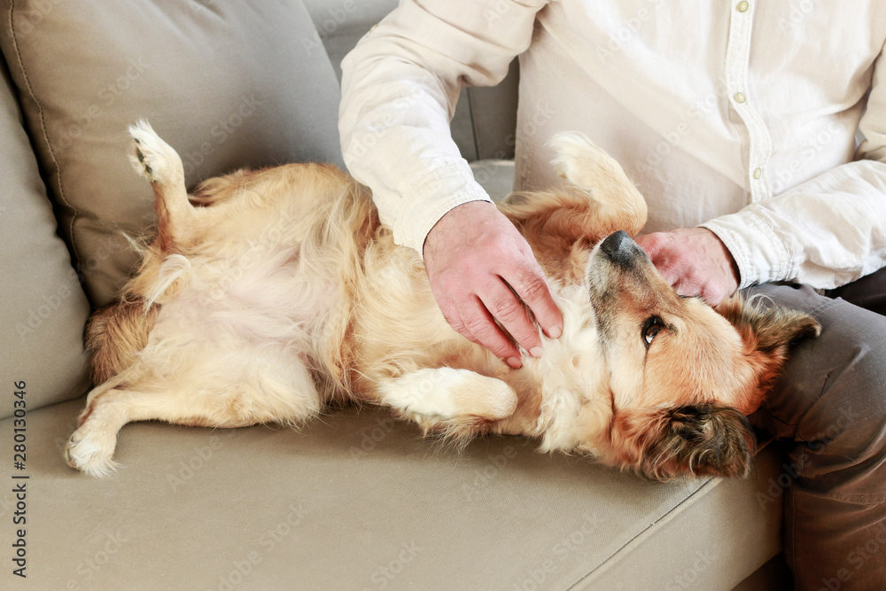 Man stroking his lovely dog. Man stroking his lovely dog.