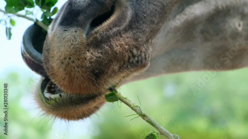 Giraffe. Making a funny face as he chews. The concept of animals in the zoo. Pattaya Zoo, Thailand