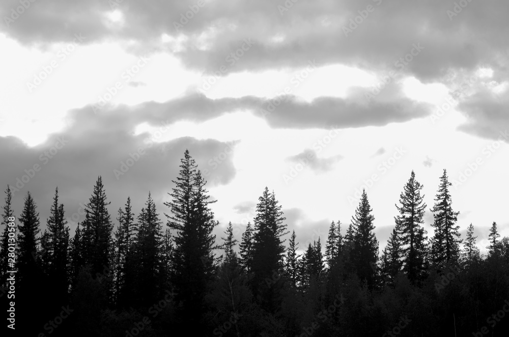 Black and white photo of the tops of spruce trees in the taiga in the shade against the background of obese solar clouds in the North of Yakutia.