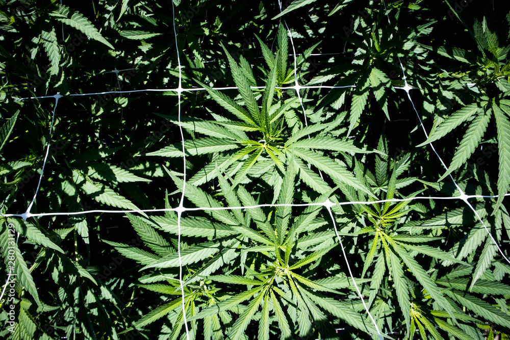 Fototapeta premium Marijuana Plants Growing in California
