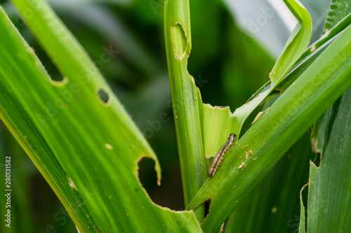 Corn leaf damaged by fall armyworm Spodoptera frugiperda.Corn leaves attacked by worms in maize field.