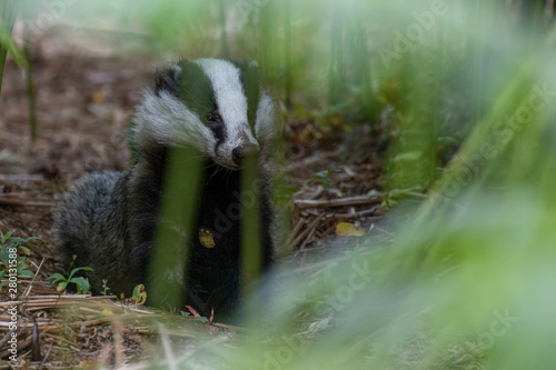 badger, meles meles, portrait feeding/looking/smelling deep within a forest of bracken beside sett on a warm summers evening in July, Scotland.