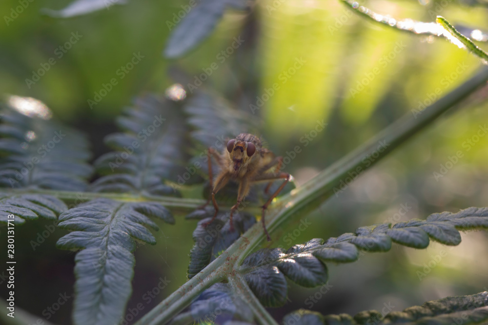 mosquito, Culicidae, fly/insect/bug silhouetted on a bracken leaf/stem during a sunny evening in July, Scotland. mosquito, Culicidae, fly/insect/bug silhouetted on a bracken leaf/stem during a sunny evening in July, Scotland.