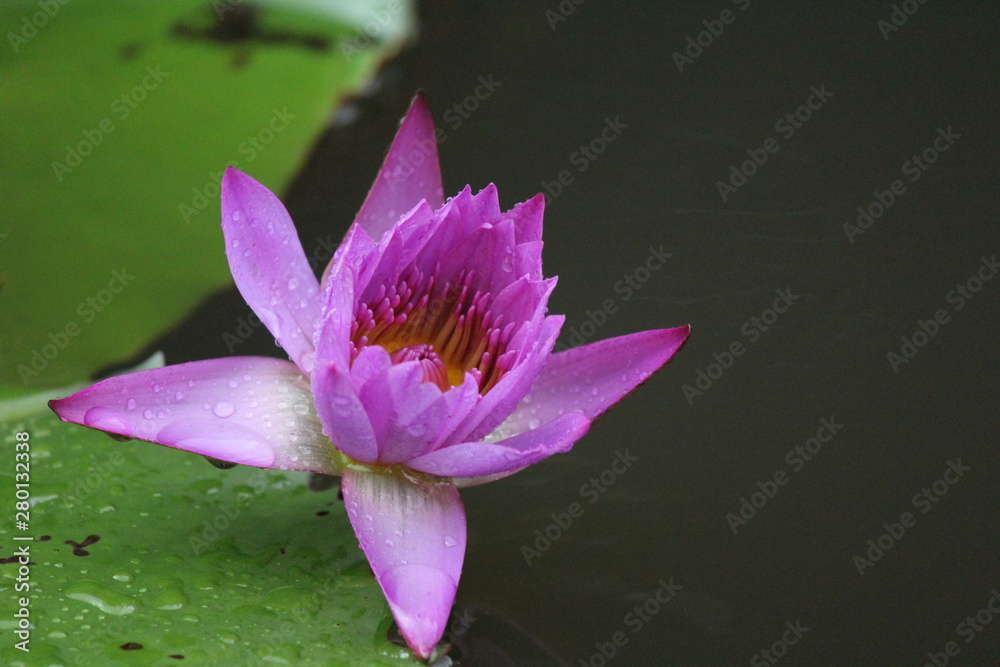 Lotus in the water blooming with leaves with huge green Lotus in the water blooming with leaves with huge green