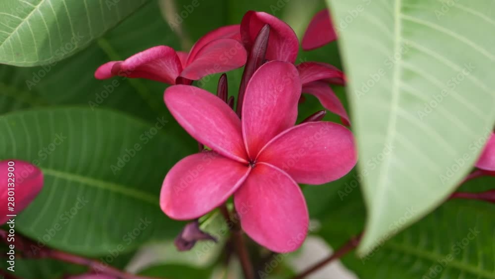 Branch of red blossom plumeria or frangipani with green foliage wiggle on the wind breeze. Hot pink flowers. Closeup. 4k Branch of red blossom plumeria or frangipani with green foliage wiggle on the wind breeze. Hot pink flowers. Closeup. 4k