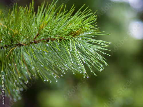 Raindrops on coniferous branches. Cedar in the mountain Siberian park Ergaki