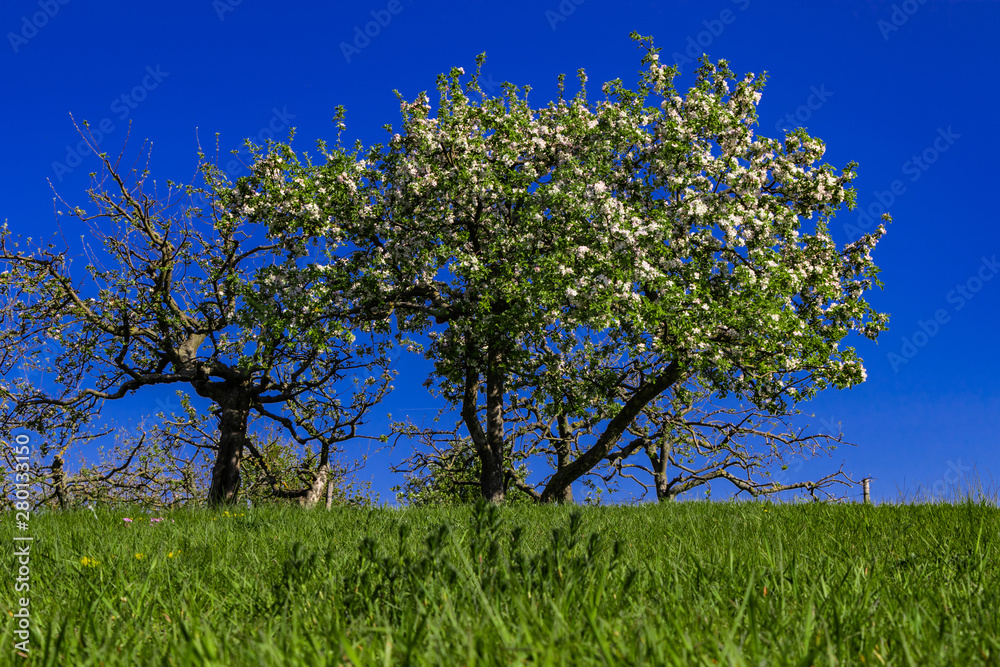 Frühlingswiese mit Baum und blauem Himmel