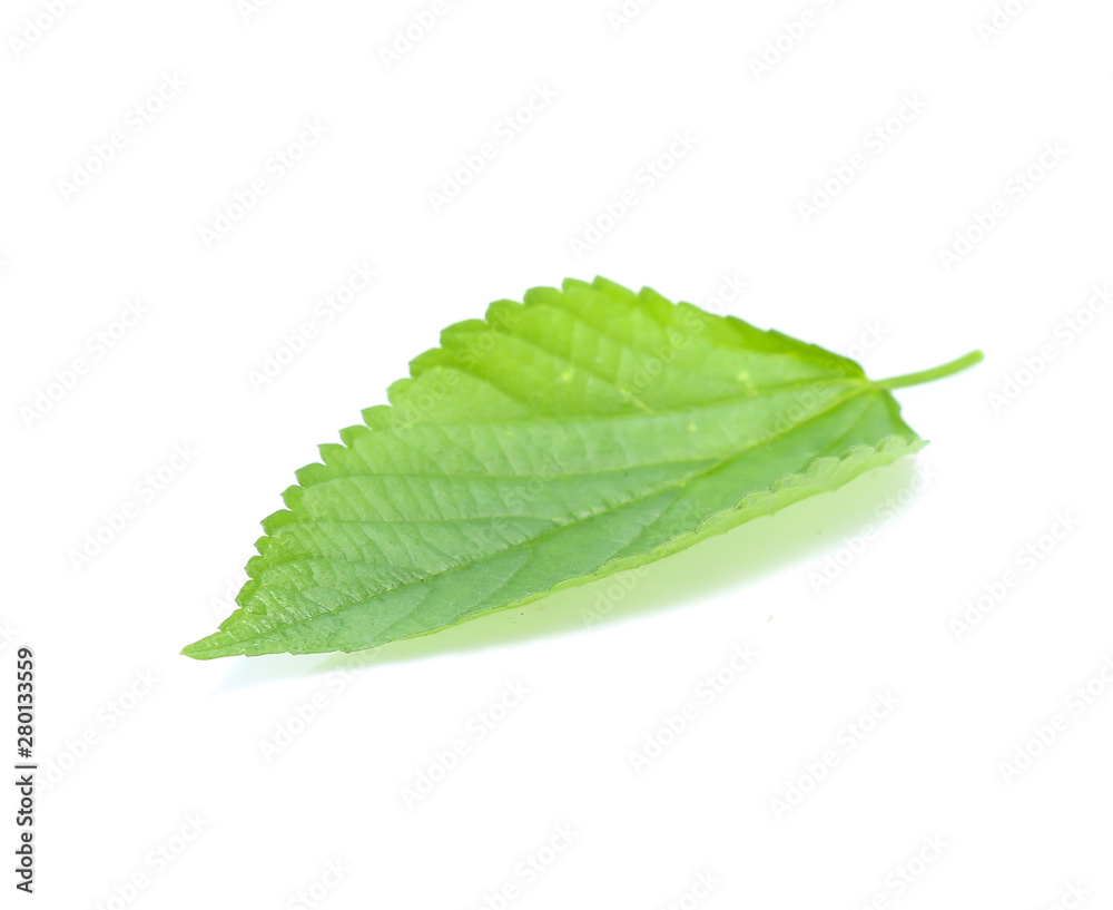 Obraz premium green leaf isolated on a white