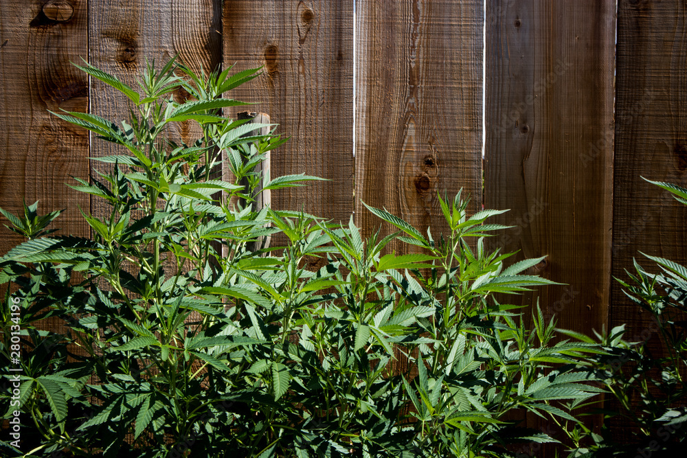 Fototapeta premium Marijuana Plant in Front of Wood Fence