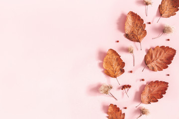Autumn composition. Dried leaves, flowers, rowan berries on pink background. Autumn, fall, thanksgiving day concept. Flat lay, top view, copy space