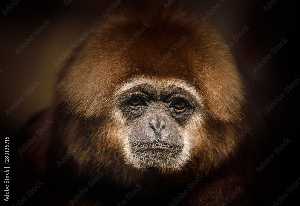 portrait of baboon portrait of baboon