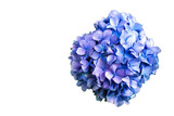 top view hydrangea isolated On a white background.