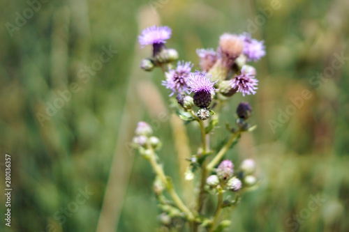 A wild purple thistle flower © 13threephotography