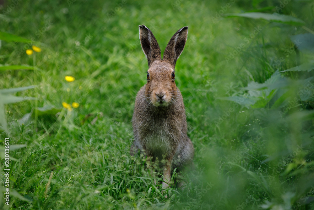 Fototapeta premium rabbit in the grass