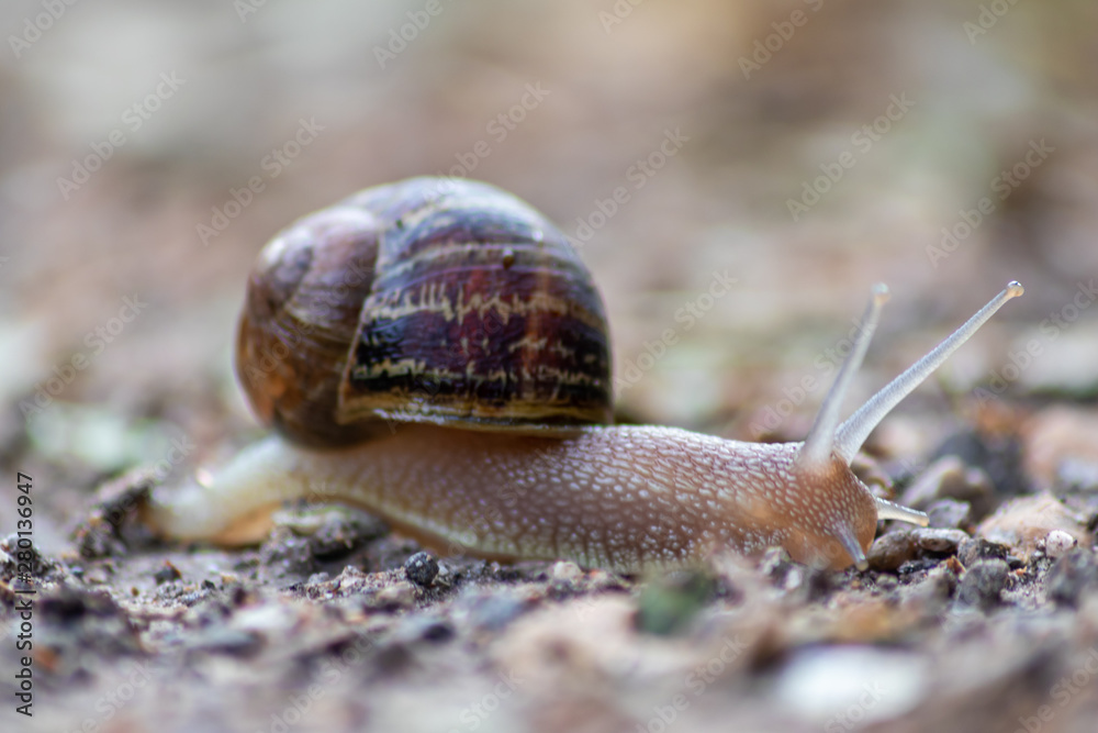 Kriechende Weinbergschnecke mit schönem braunen Schneckenhaus schleimt an einem Regentag über einen Waldweg auf der Flucht vor Franzosen, die Weinbergschnecken essen als Delikatesse im Restaurant