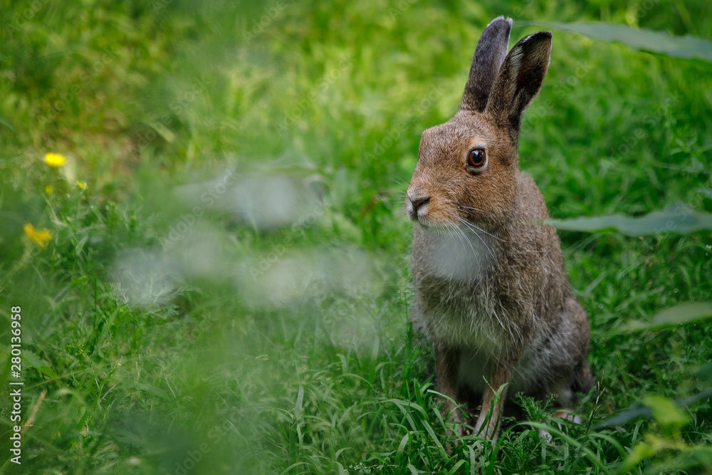 rabbit in the grass rabbit in the grass