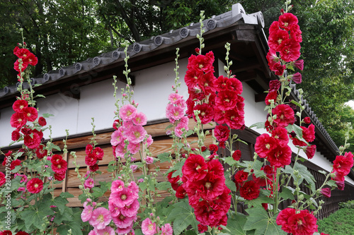 武家屋敷の白塀前に咲くタチアオイの花