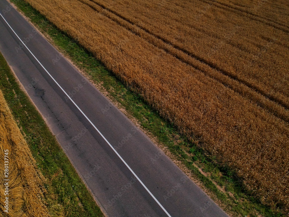 Naklejka premium road in the field