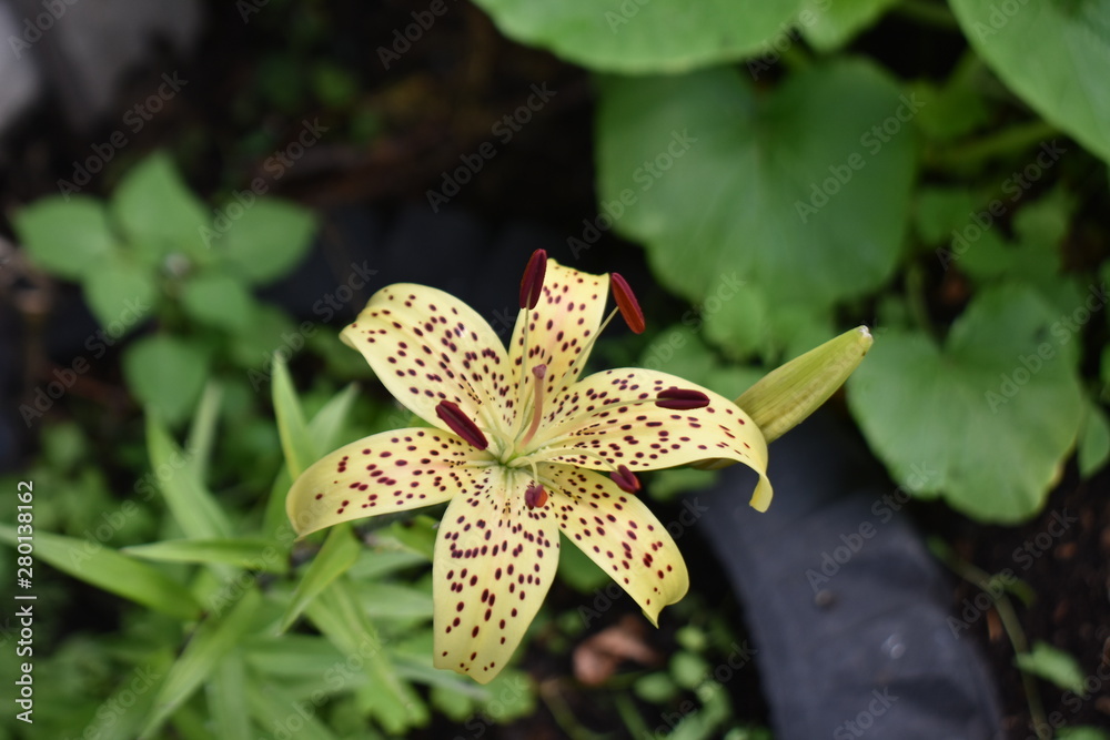 saranka. forest lily saranka. forest lily