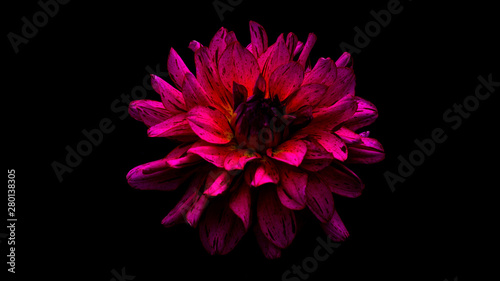 Pink Dahlia on Black Background