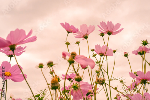  Pink flowers cosmos on sweet background.