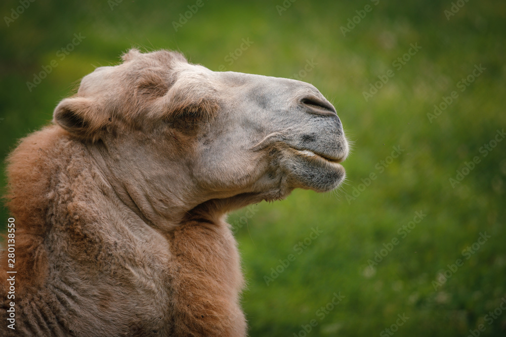 portrait of camel