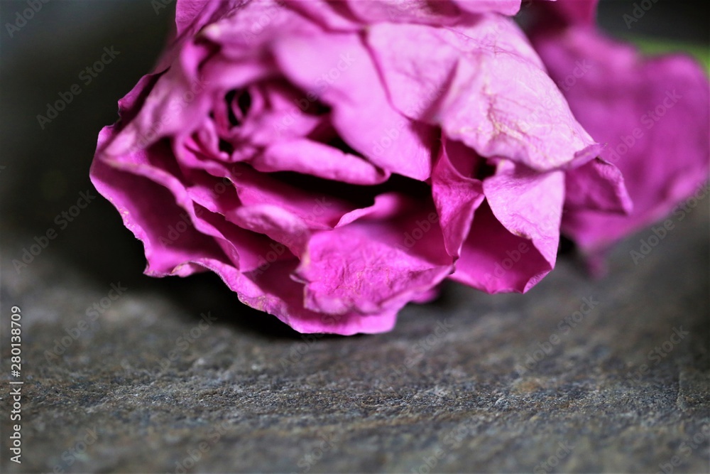 pink rose on black background pink rose on black background