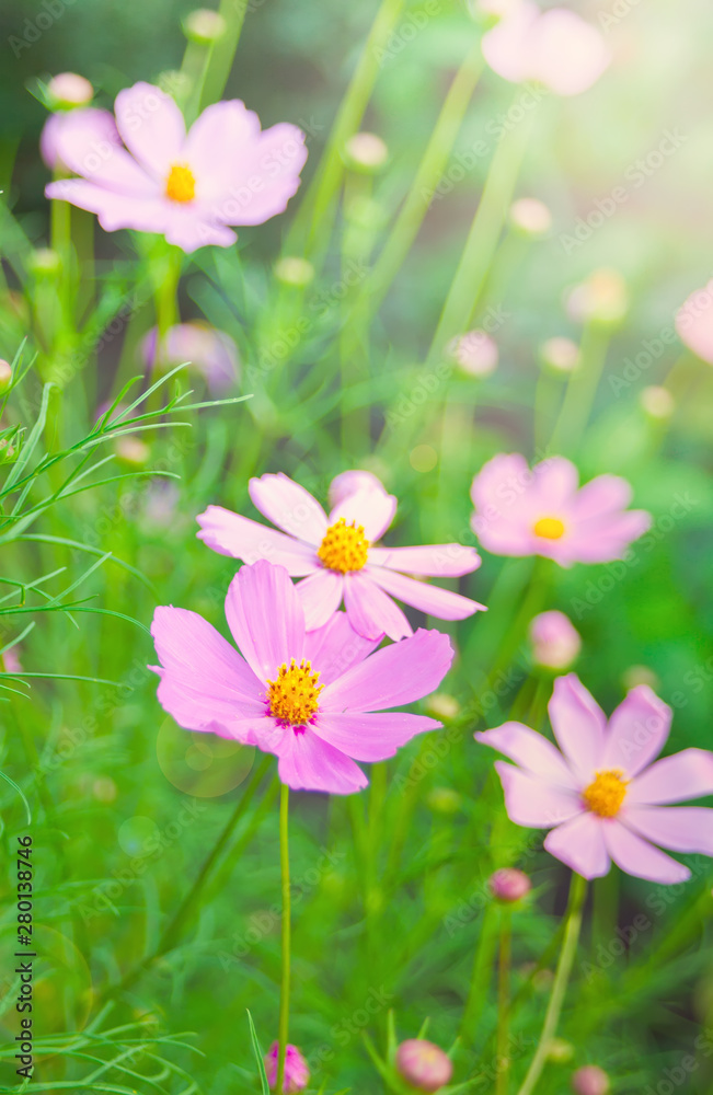 Beautiful pink kosmey flowers on a meadow with a blurred background Beautiful pink kosmey flowers on a meadow with a blurred background