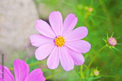 Beautiful pink kosmey flower on a meadow with a blurred background