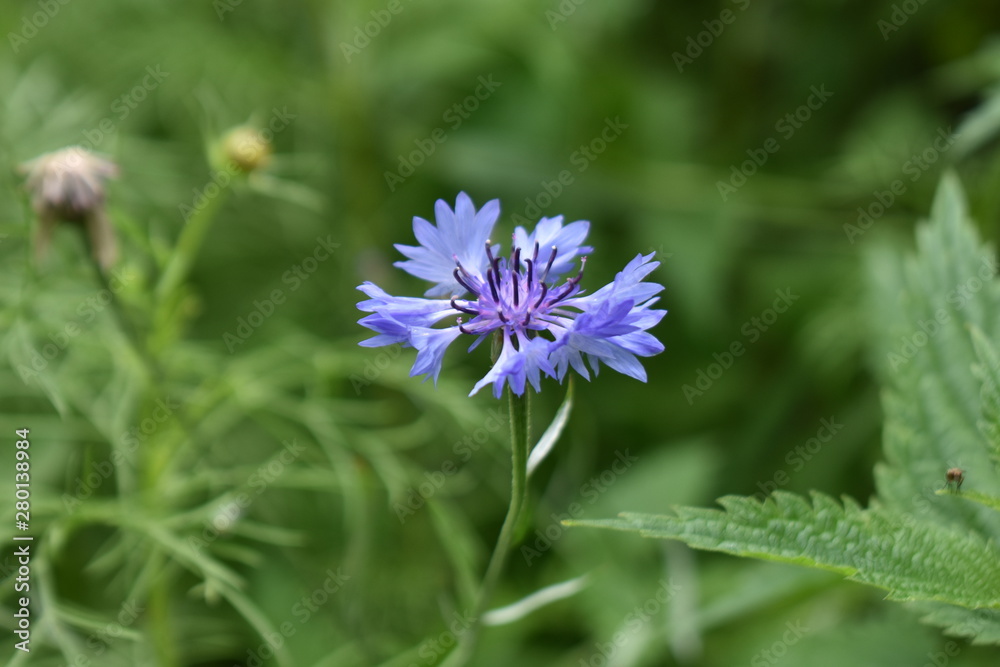cornflower. Centauréa