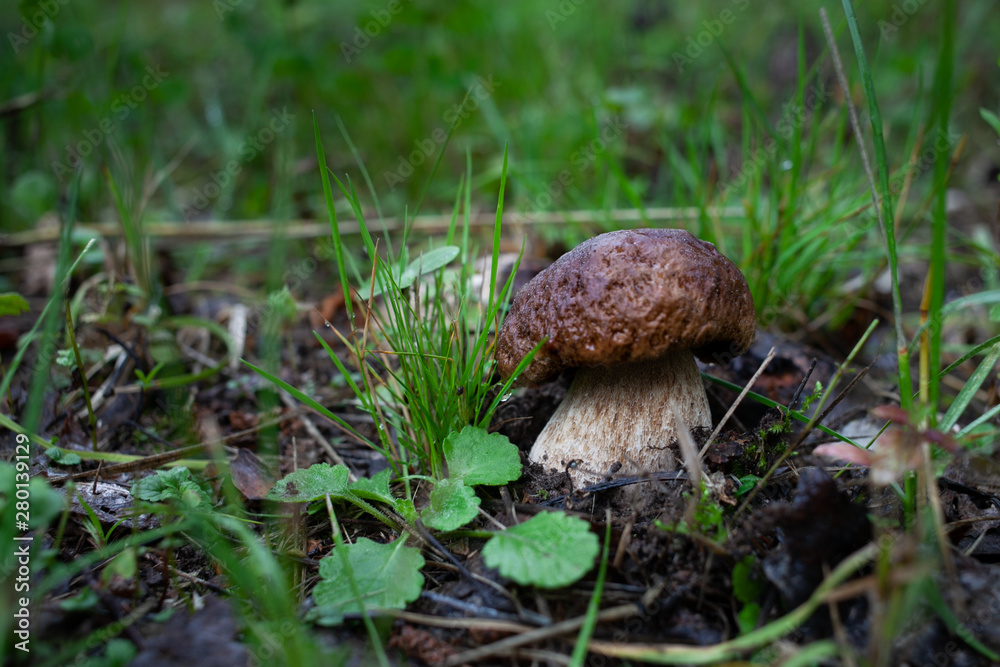 mushroom in the grass mushroom in the grass