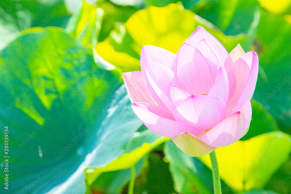 Obraz premium ハス 花