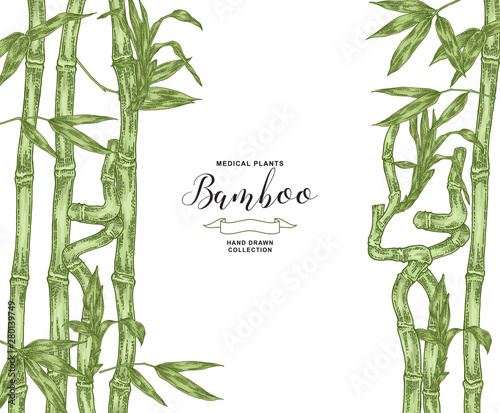 Bamboo plant background. Hand drawn green leaves and branches of bamboo isolated on white. Vector botanical illustration.