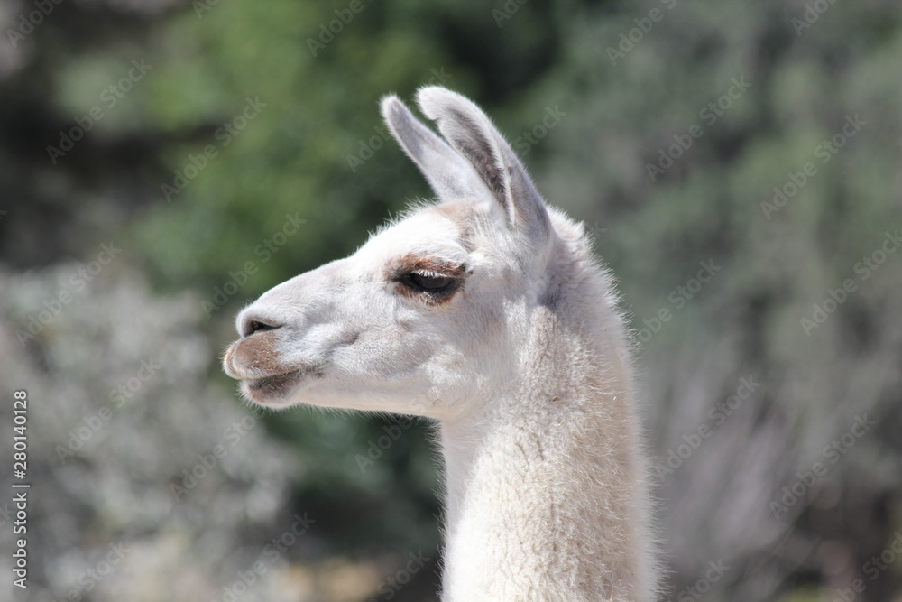 llama in the zoo