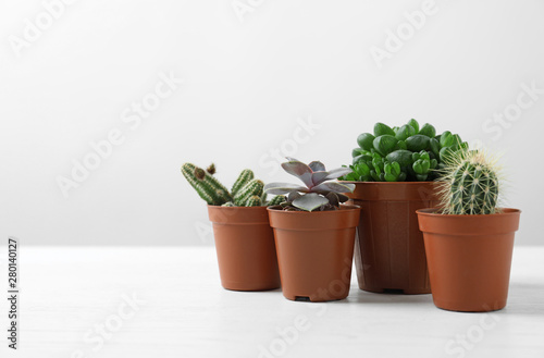 Beautiful succulent plants in pots on white table against light background, space for text. Home decor