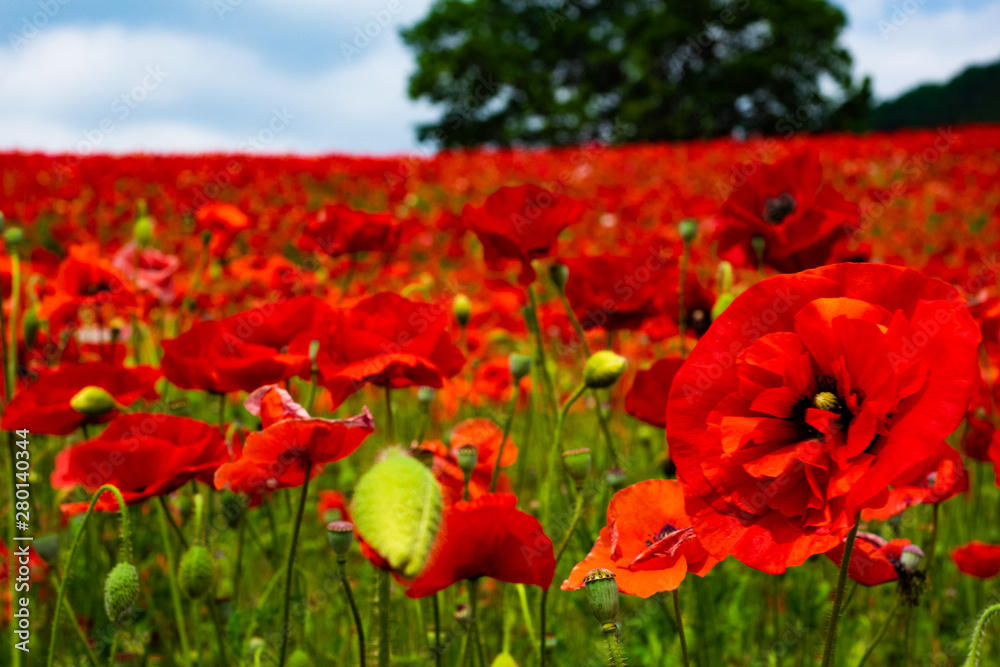 Obraz premium 秩父高原牧場、天空のポピー