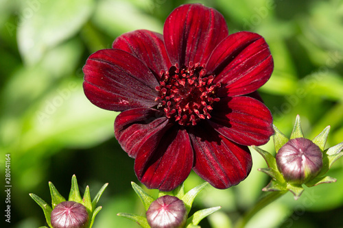 Beautiful blooming black cosmos in July photo