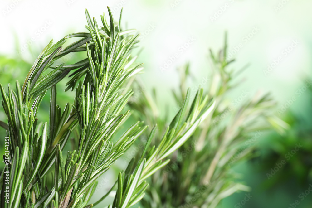 Branches of fresh rosemary on blurred green background, space for text Branches of fresh rosemary on blurred green background, space for text