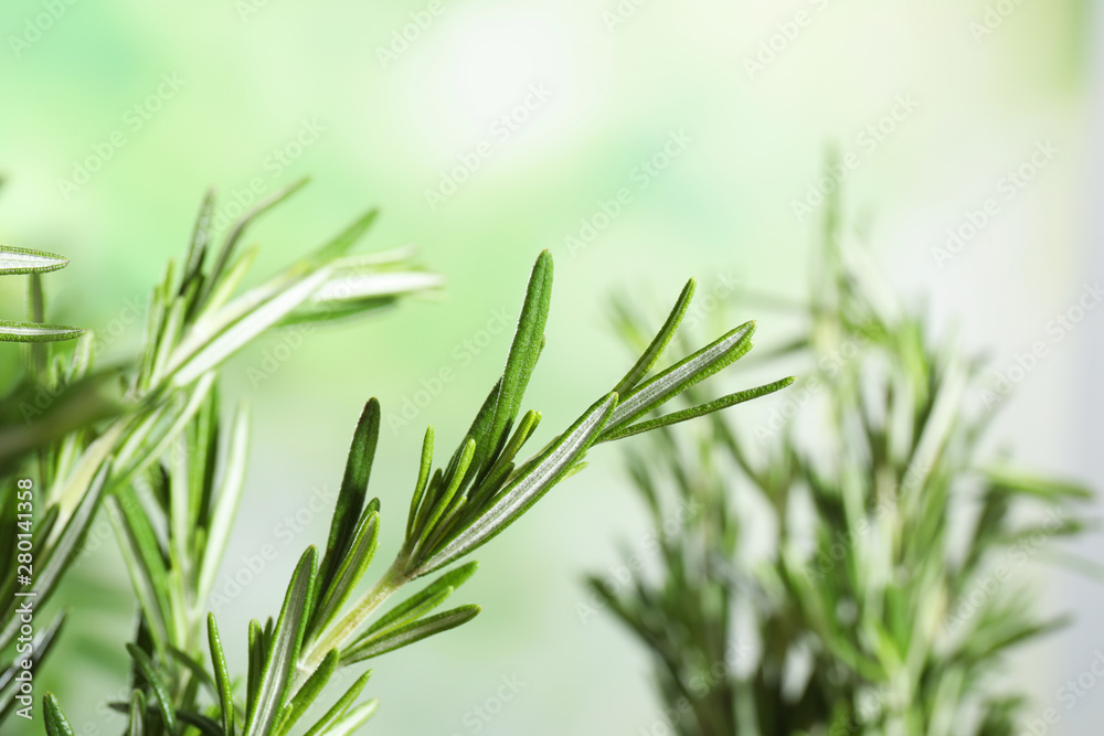 Branches of fresh rosemary on blurred green background, space for text Branches of fresh rosemary on blurred green background, space for text